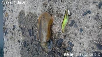 アオリイカ