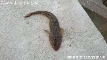 ޥ