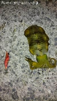 アオリイカ