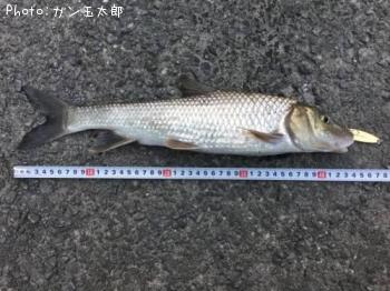 ニゴイ