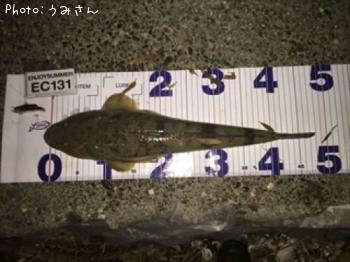マゴチ
