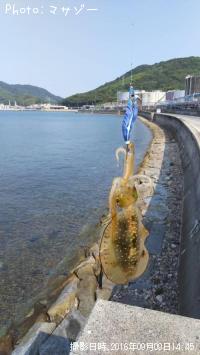 アオリイカ