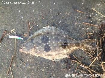 ソゲ