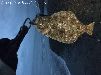 ソゲ