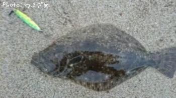 ヒラメ