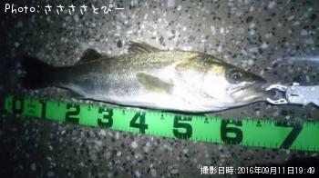 シーバス