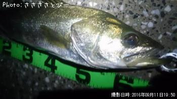 シーバス