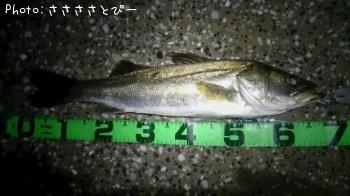 シーバス