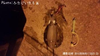 アオリイカ