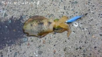 アオリイカ