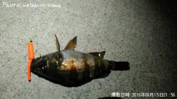 メバル