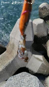 水烏賊