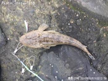 マゴチ