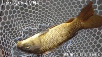 鯉