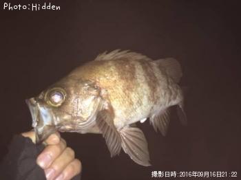 メバル