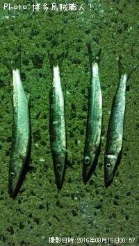 カマス