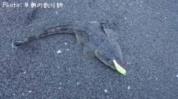 マゴチ