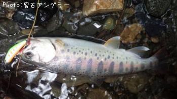 ヤマメ