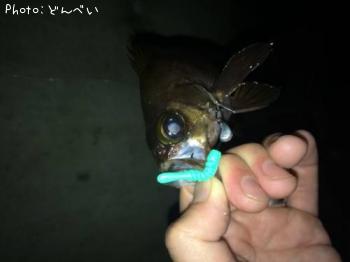 メバル