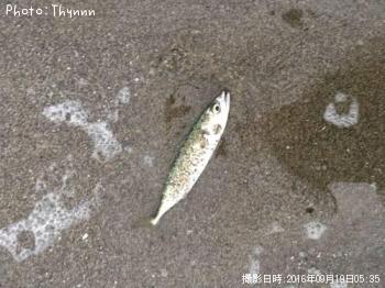 サバ