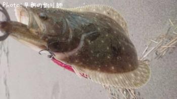 ヒラメ