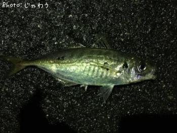 アジ