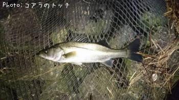 シーバス