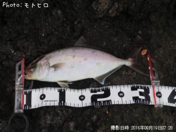 ショゴ