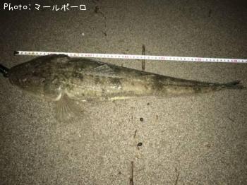 マゴチ