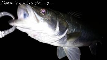 シーバス