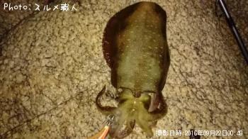 �����ꥤ��