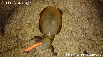 �����ꥤ��