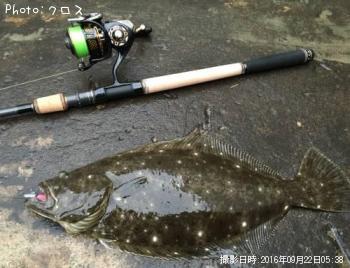 ヒラメ