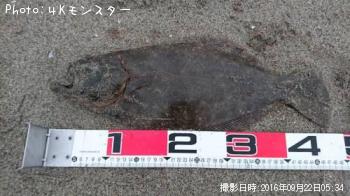 ヒラメ