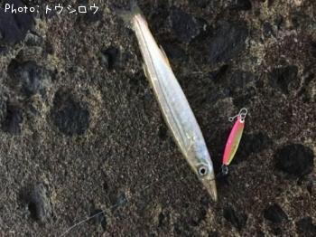 カマス