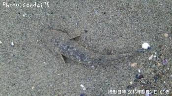 マゴチ