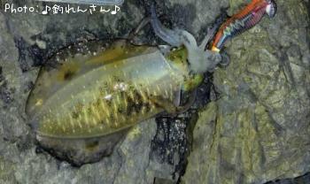 水烏賊