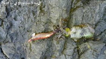 水烏賊