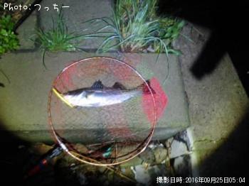 シーバス