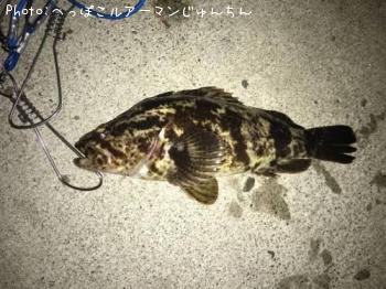 タケノコメバル