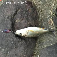 ウグイ