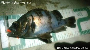 メバル