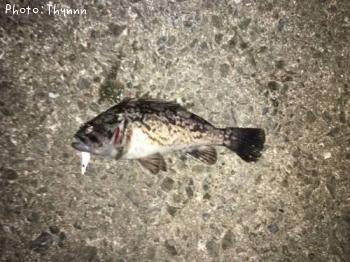 チビソイボウズ逃れ