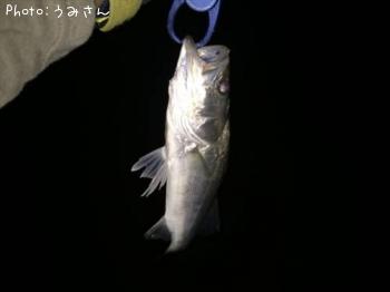 シーバス