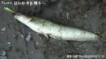 ナマズ
