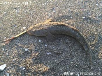 マゴチ
