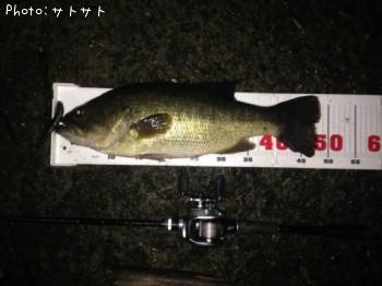 ブラックバス