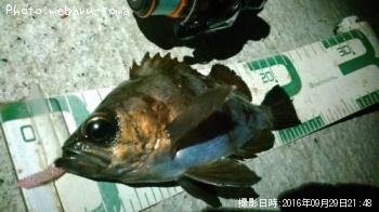 メバル