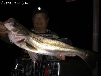 シーバス