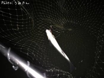 シーバス